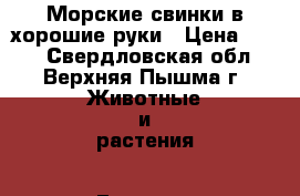 Морские свинки в хорошие руки › Цена ­ 150 - Свердловская обл., Верхняя Пышма г. Животные и растения » Грызуны и Рептилии   